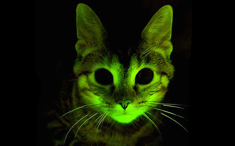 Gato modificado genéticamente para brillar en color verde bajo la luz ultravioleta. Foto: Clínica Mayo